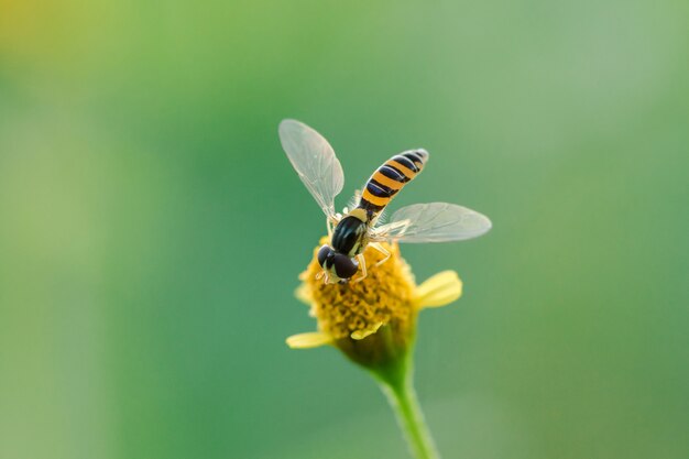 L'ape è sul polline fiore giallo