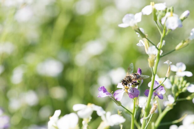 L'ape impollina i fiori in un campo di miele