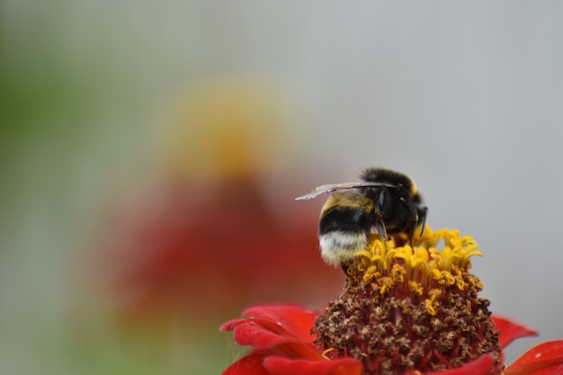 L'ape impollina il fiore in giardino