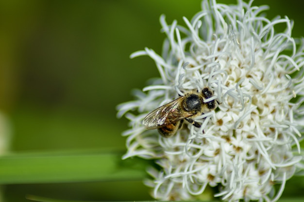 L'ape impollina il fiore nel giardino estivo