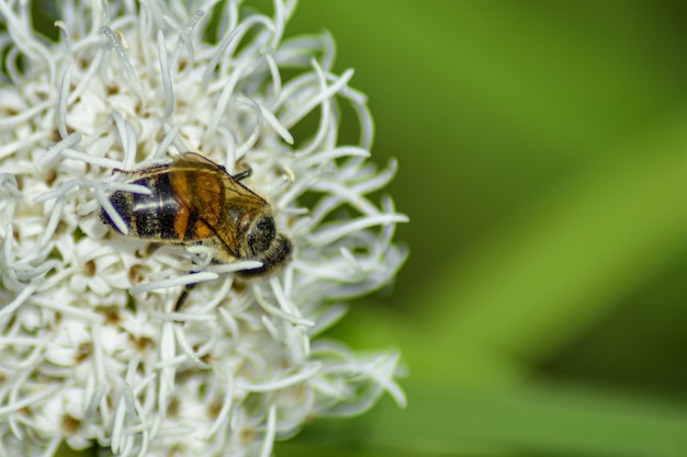 L'ape impollina il fiore nel giardino estivo