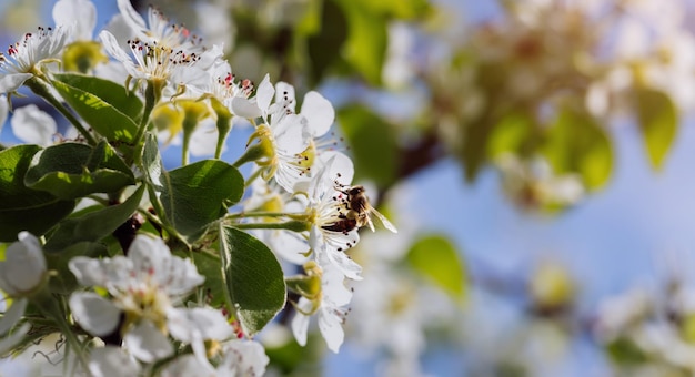 L'ape impollina un fiore in fiore in primo piano primaverile