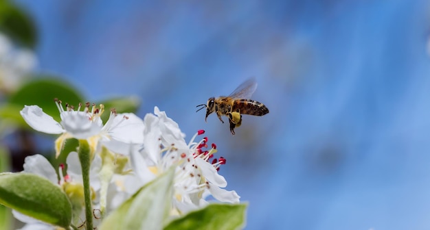 L'ape impollina un fiore in fiore in primo piano primaverile