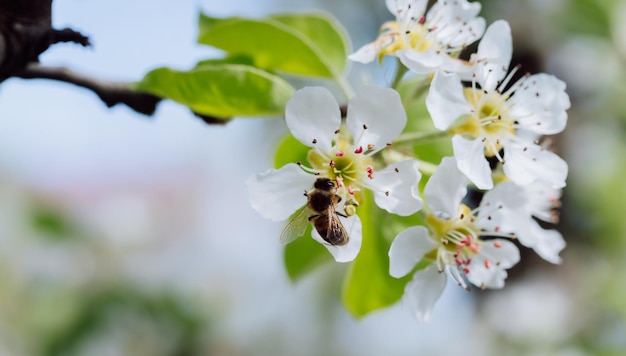 L'ape impollina un fiore in fiore in primo piano primaverile