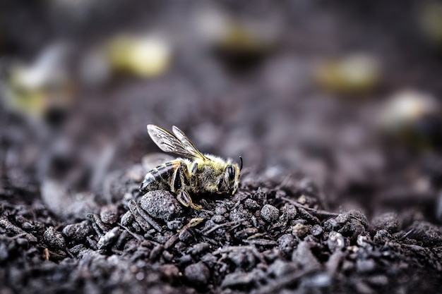 L'ape morta è caduta a terra dopo l'uso di pesticidi