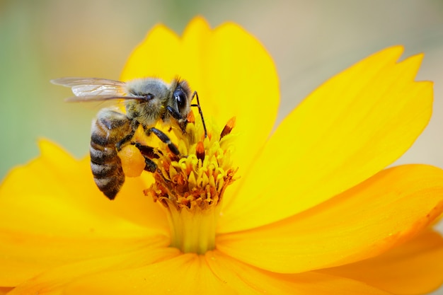 l'ape o l'ape mellifica sul fiore giallo raccoglie il nettare. Ape mellifica dorata su polline del fiore