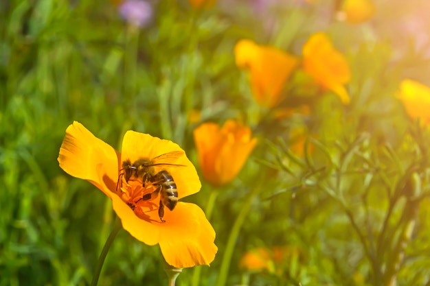 L&#39;ape raccoglie il miele dal fiore giallo