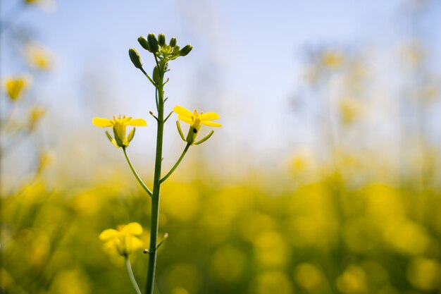 L'ape raccoglie il miele su un fiore di stupro