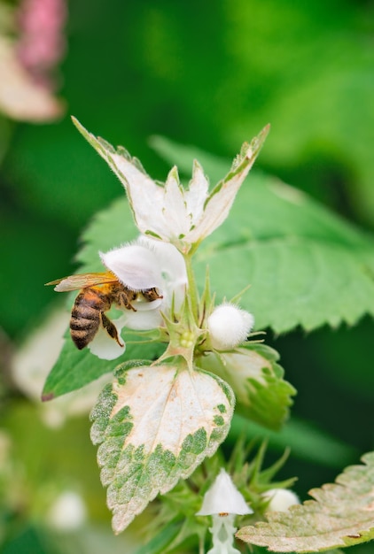 L'ape raccoglie il nettare da una macro di fiori bianchi