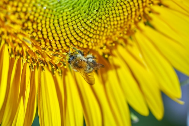 L'ape raccoglie il nettare dal girasole