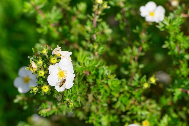 L'ape raccoglie il nettare su un fiore sullo sfondo di un cespuglio verde, una giornata di sole estivo