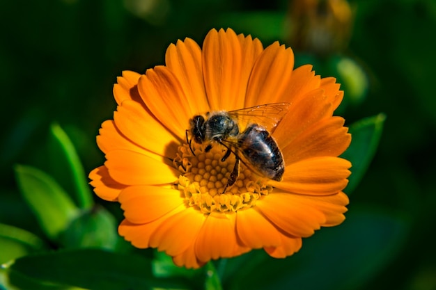 L'ape raccoglie il polline da un fiore d'arancio macro foto fiore d'arancio sfocato sullo sfondo dell'erba