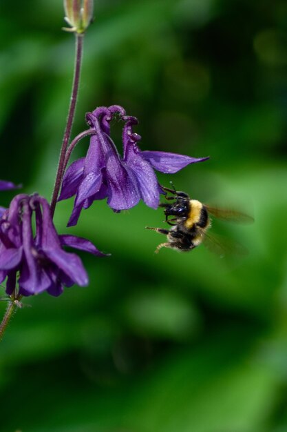 L'ape raccoglie il polline dal fiore