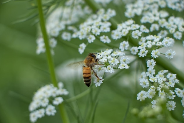 L'ape raccoglie il polline per il miele Campo di fiori di anice Campo di fiori di cumino dei prati