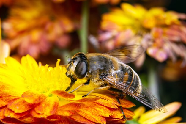 L'ape raccoglie il polline seduto su un fiore.