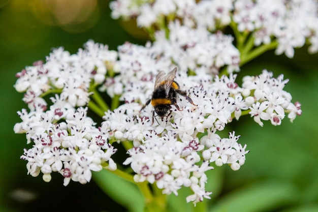 L'ape si siede su fiori bianchi