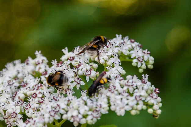 L'ape si siede su fiori bianchi