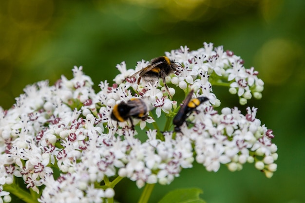 L'ape si siede su fiori bianchi