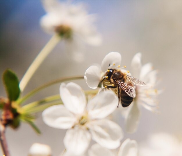 L'ape si siede sui fiori bianchi del ciliegio Bella sfocatura romantica del primo piano