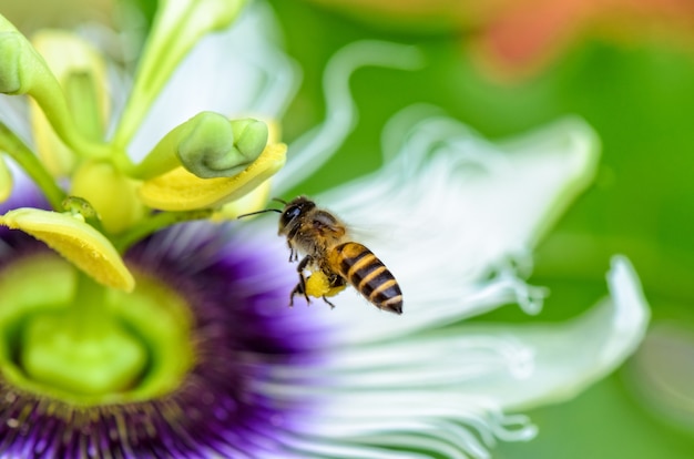 L'ape sta sorvolando il bellissimo fiore esotico di Passiflora Foetida o Wild Maracuja per il nettare e il polline