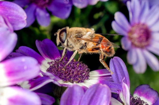 L'ape sta succhiando il nettare dai fiori blu