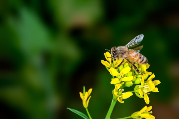 L'ape sta succhiando il nettare dai fiori di senape