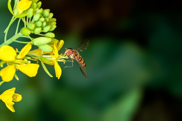 L'ape sta succhiando il nettare dai fiori di senape