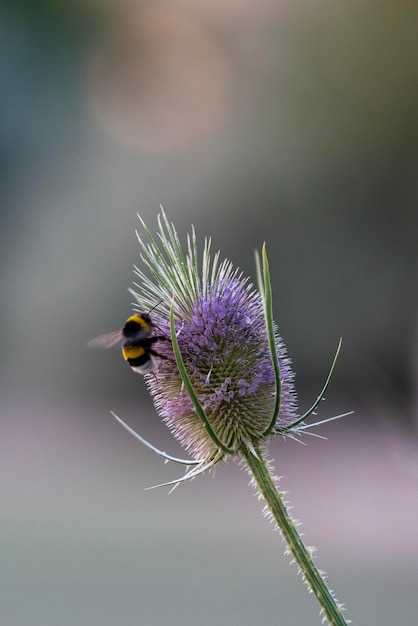 L'ape su un fiore viola di cardo