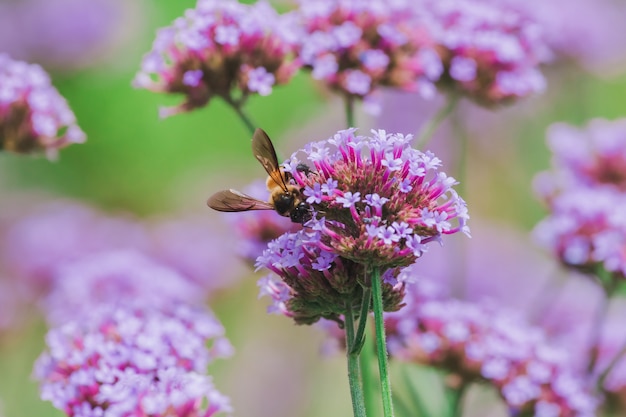 L'ape su Verbena è in fiore e bellissima nella stagione delle piogge.