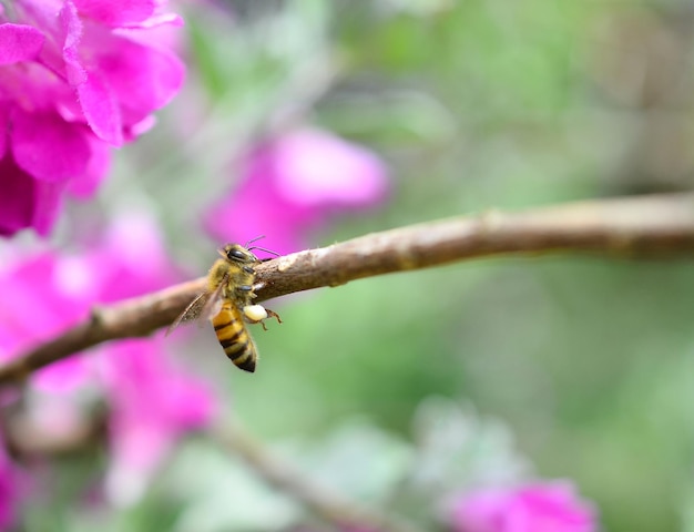 l'ape sul brunch dell'albero primaverile in fiore