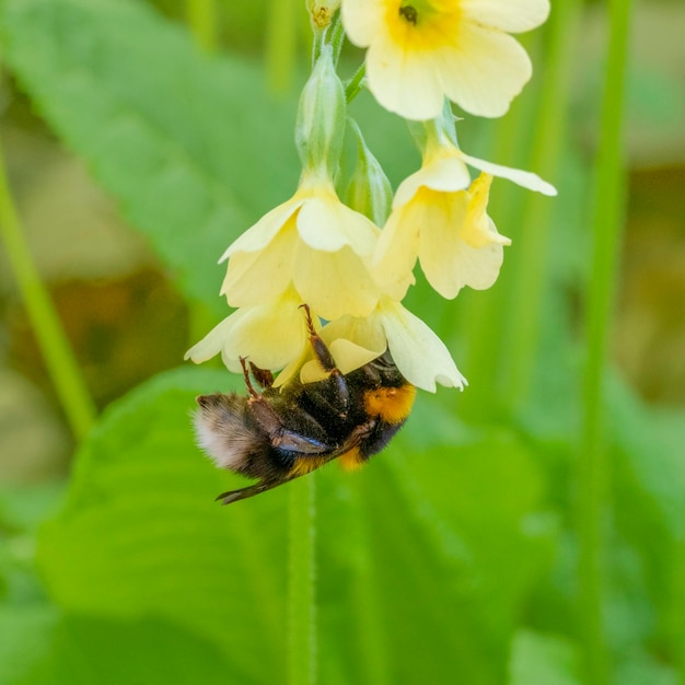 l'ape sul fiore di cowslip