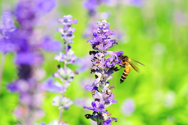 L'ape trova il nettare dai fiori viola su sfondo sfocato naturale