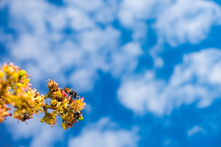 L'ape trova il nettare sui fiori con il cielo nuvoloso e blu