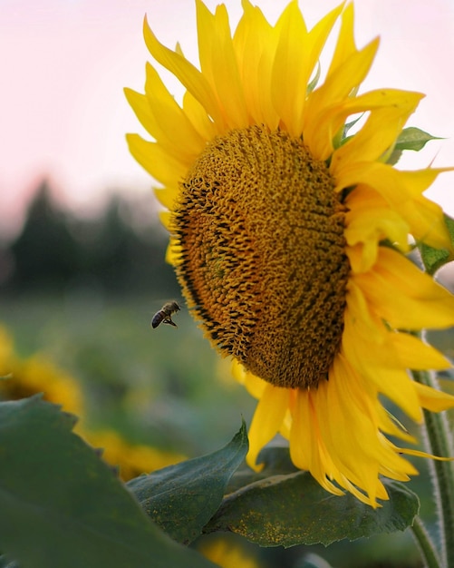 L'ape vola al girasole