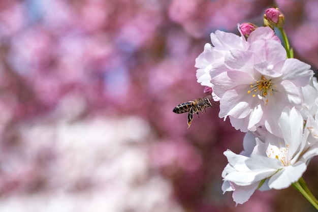 L'ape vola intorno ai fiori di sakura copia Messa a fuoco selettiva Sfondo primaverile