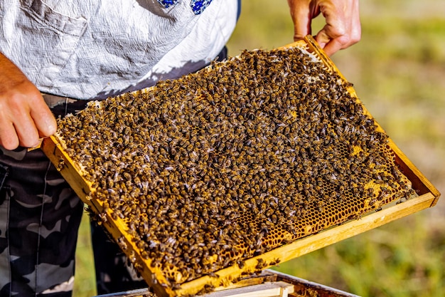 L'apicoltore che tiene un nido d'ape con le api Cornici di un alveare Apicoltura