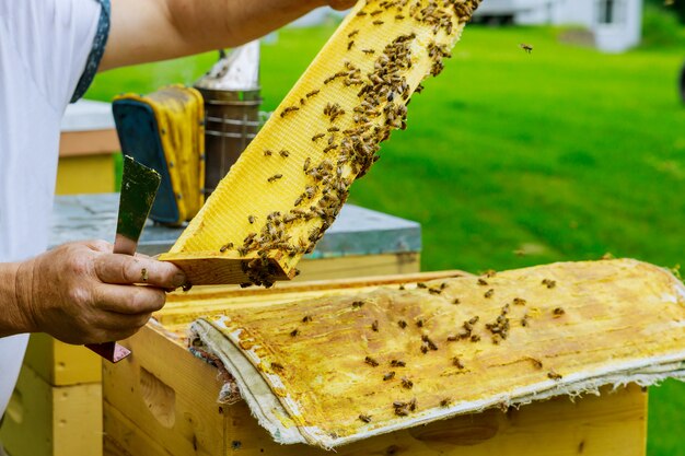 L'apicoltore controlla la colonia di api vicino all'alveare in volo in una bella giornata di sole