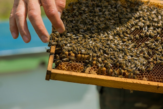 L'apicoltore esamina le api nei favi. Mani dell'apicoltore. Cornici di un alveare. Api di lavoro a nido d'ape