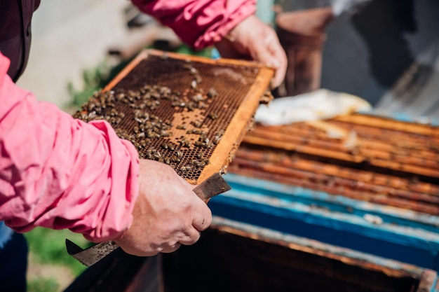 L'apicoltore lavora all'apiario Un apicoltore in tuta protettiva lavora con un alveare Il concetto di apicoltura Prodotti ecocompatibili Primo piano di mani maschili