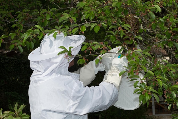 L'apicoltore sta controllando uno sciame di alveari di api mellifere sull'albero