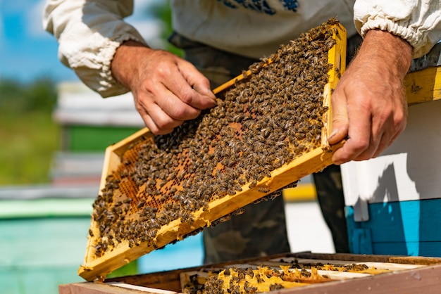 L'apicoltore sta lavorando con api e alveari sull'apiario.