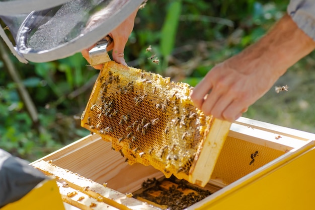 L'apicoltore sta lavorando con api e alveari sull'apiario