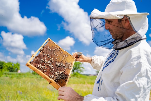 L'apicoltore sta lavorando con le api e gli alveari sull'apiario