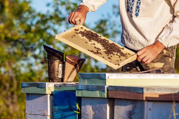 L'apicoltore sull'apiario L'apicoltore sta lavorando con le api e gli alveari sul concetto dell'apicoltura dell'apicoltura