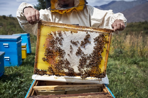 L'apicoltore tiene in mano un telaio dell'alveare