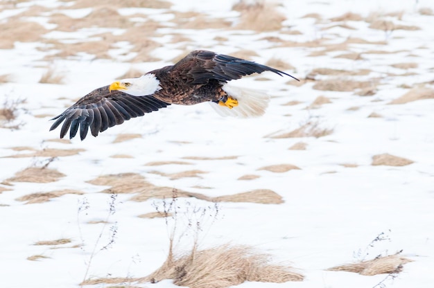 L'aquila calva che vola sulla terra innevata