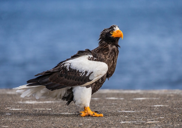 L'aquila di mare di Steller in natura