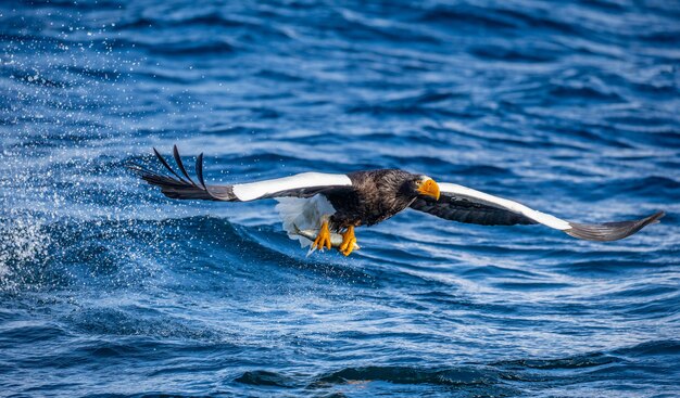 L'aquila di mare di Steller in natura