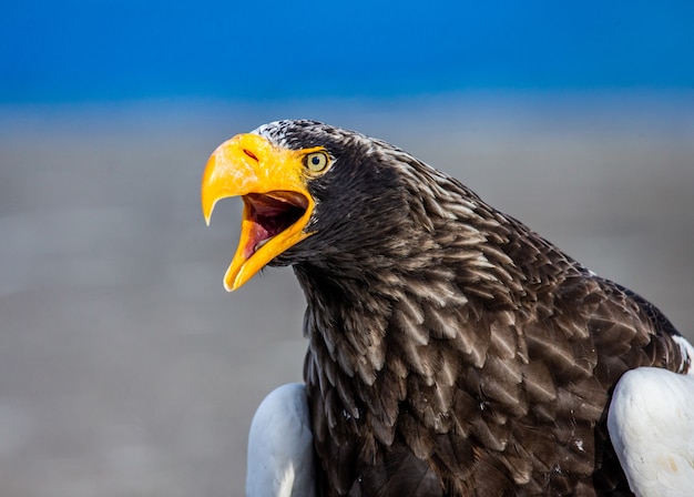 L'aquila di mare di Steller in natura