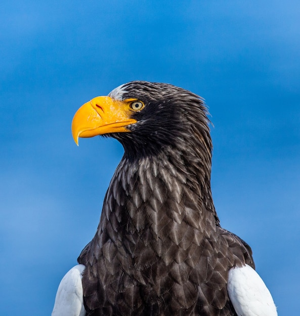 L'aquila di mare di Steller in natura